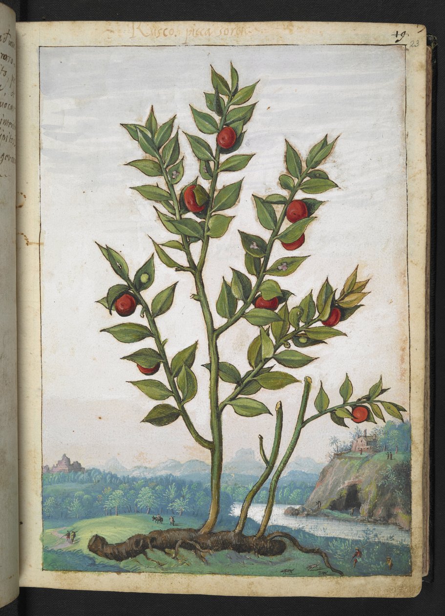 Ruscus aculeatus: Rostlina nesoucí červené bobule, z "Paintings of Flora of the Roman States" od Gherardo Cibo, Add MS 22333, f023r, c.1564-84 (akvarel a kvaš na papíře) od Gherardo Cibo