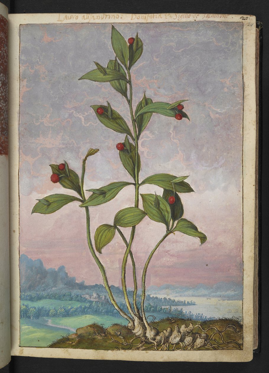 Ruscus hypoglossum: Rostlina nesoucí červené bobule, z "Paintings of Flora of the Roman States" od Gherardo Cibo, Add MS 22333, f024r, c.1564-84 (akvarel a kvaš na papíře) od Gherardo Cibo