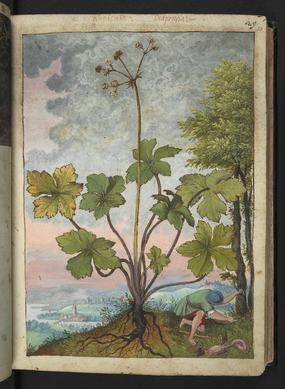 Sanicula europaea a muž zkoumající základnu stromu z "Obrazy flóry římských států" od Gherarda Ciba, Přidat MS 22333, f033r, c.1564-84 (akvarel a kvaš na papíře) od Gherardo Cibo