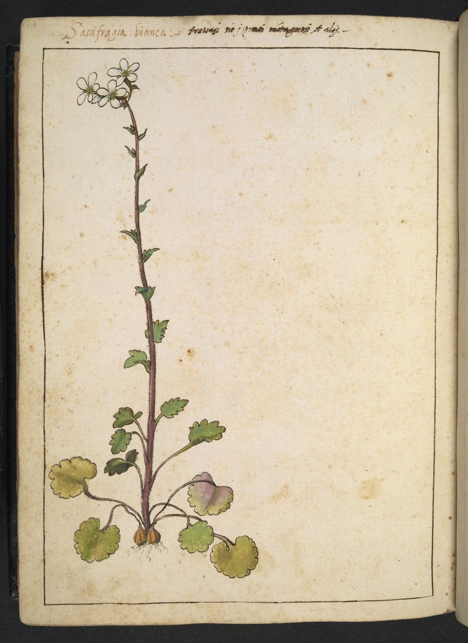 Saxifraga bianca, alpská květina s bílými okvětními lístky, z "Paintings of Flora of the Roman States" od Gherardo Cibo, Add MS 22333, f180v, c.1564-84 (akvarel a kvaš na papíře) od Gherardo Cibo