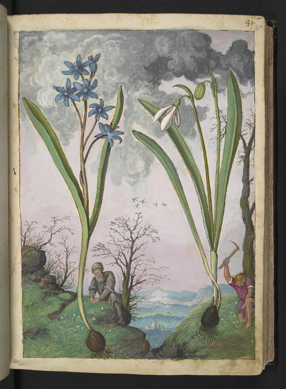 Scilla bifolia a Galanthus nivalis, z "Obrazy flóry římských států" od Gherarda Ciba, Přidat MS 22333, f035r, c.1564-84 (akvarel a kvaš na papíře) od Gherardo Cibo