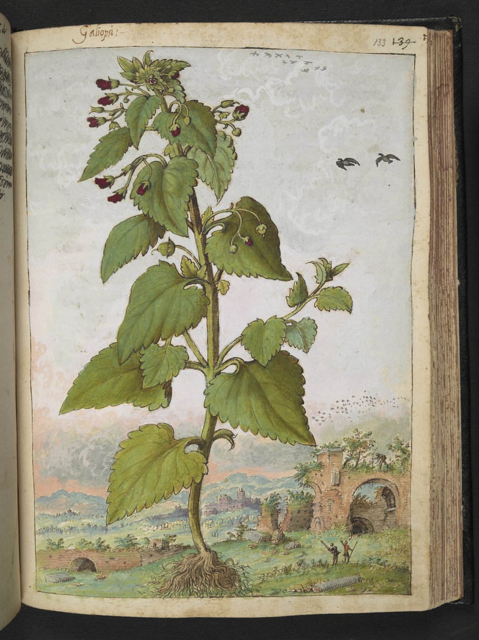 Scrophularia peregrina, z "Obrazy flóry římských států" od Gherarda Ciba, Přidat MS 22333, f133r, c.1564-84 (akvarel a kvaš na papíře) od Gherardo Cibo