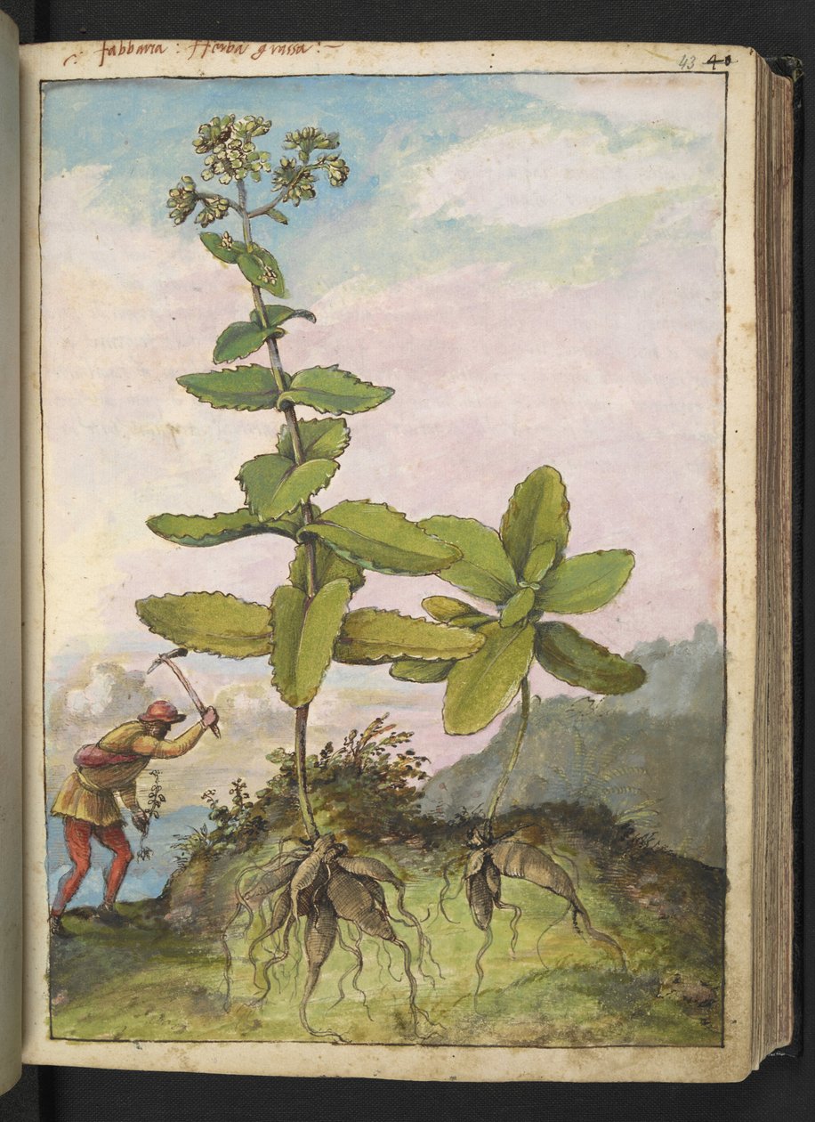 Sedum telephium, z "Obrazy flóry římských států" od Gherarda Ciba, Přidat MS 22333, f043r, c.1564-84 (akvarel a kvaš na papíře) od Gherardo Cibo