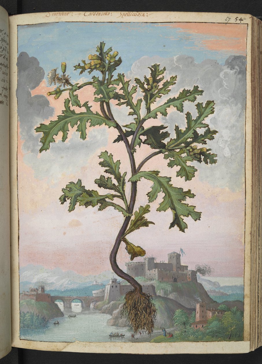 Senecio vulgaris, z "Obrazy flóry římských států" od Gherarda Ciba, Přidat MS 22333, f057r, c.1564-84 (akvarel a kvaš na papíře) od Gherardo Cibo