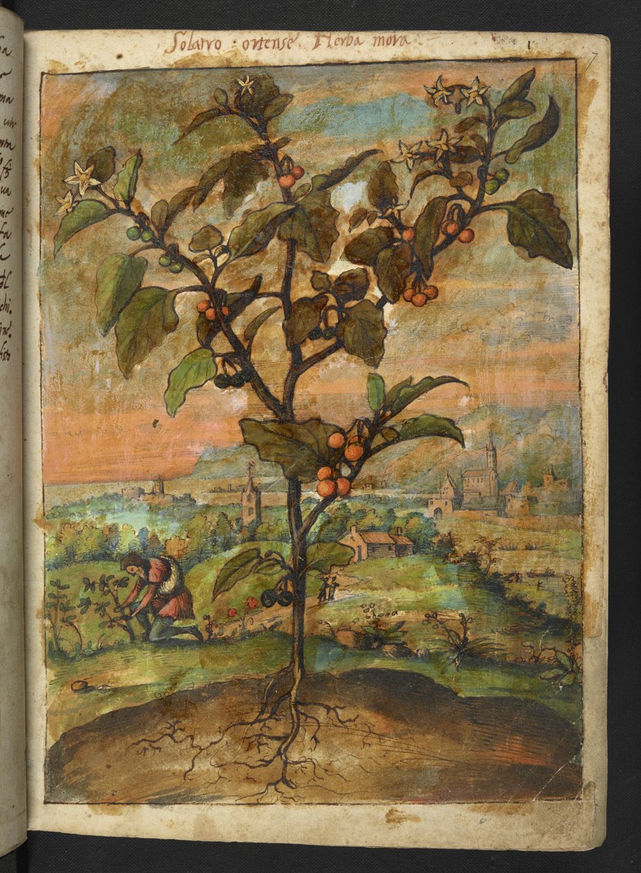 Solanum nigrum: Rostlina s oranžovými plody, z "Obrazy flóry římských států" od Gherarda Ciba, Add MS 22333, f007r, c.1564-84 (akvarel a kvaš na papíře) od Gherardo Cibo