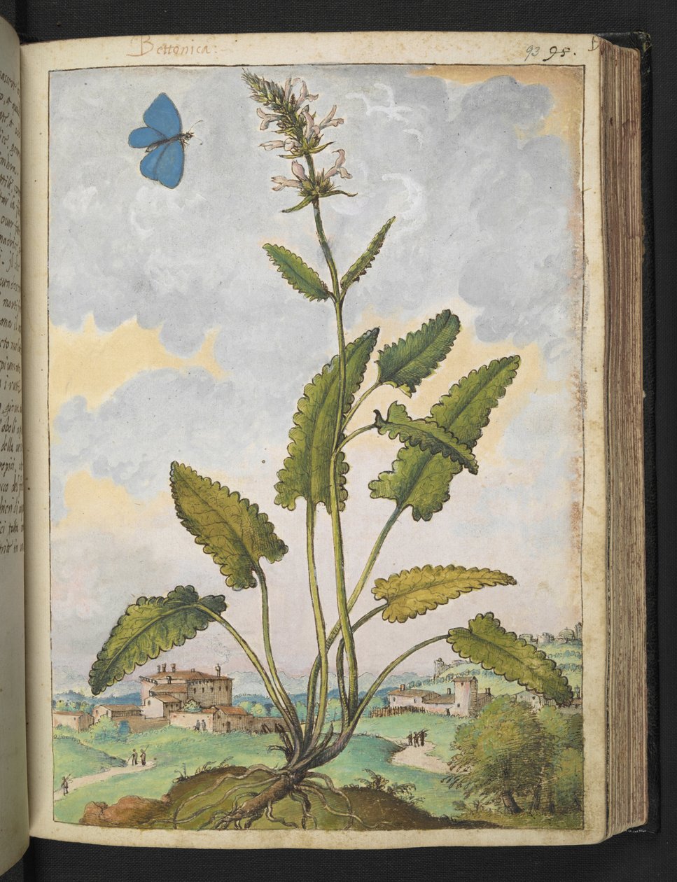 Stachys officinalis, z "Obrazy flóry římských států" od Gherarda Ciba, Přidat MS 22333, f093r, c.1564-84 (akvarel a kvaš na papíře) od Gherardo Cibo