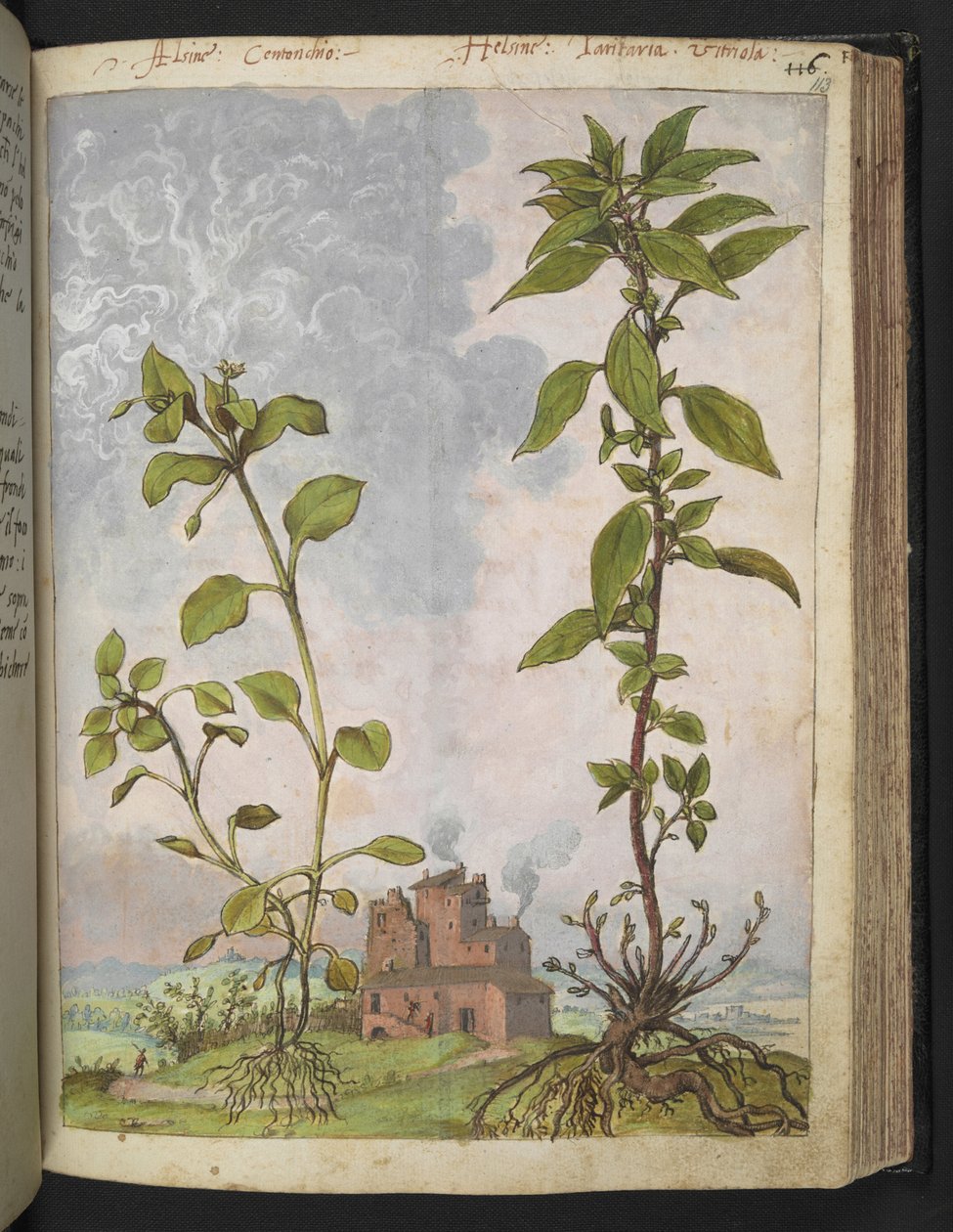 Stellaria media, Možná Stellaria media, z "Obrazy flóry římských států" od Gherarda Ciba, Přidat MS 22333, f113r, c.1564-84 (akvarel a kvaš na papíře) od Gherardo Cibo