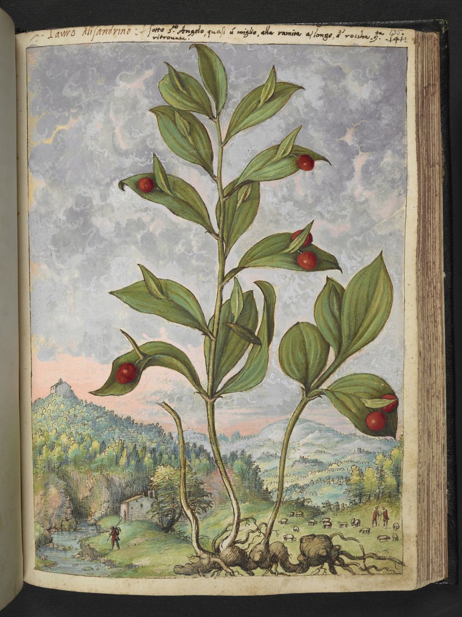 Streptopus amplexifolius (Twisted stonek), z "Paintings of Flora of the Roman States" Gherardo Cibo, Add MS 2233, f135r, c.1564-84 (akvarel a kvaš na papíře) od Gherardo Cibo