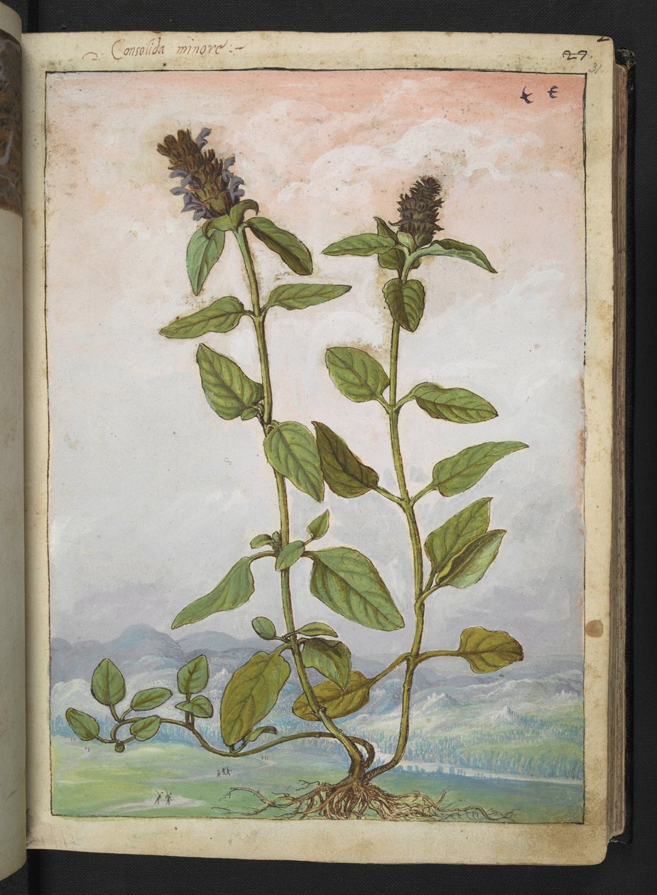 Symphytum bulbosum (Kostival cibulovitý), z "Obrazy flóry římských států" od Gherarda Ciba, Přidat MS 22333, f031r, cca 1564-84 (akvarel a kvaš na papíře) od Gherardo Cibo