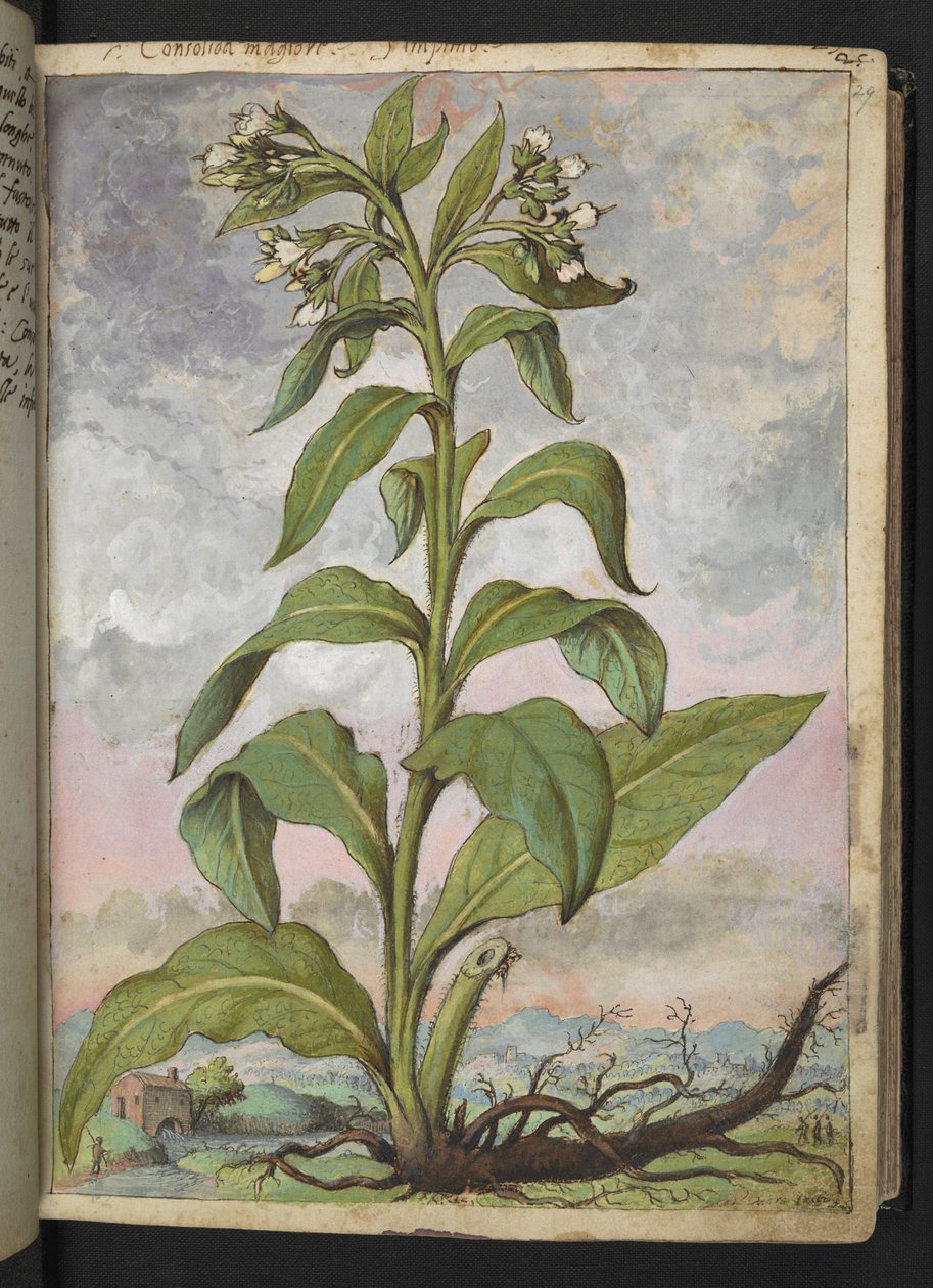 Symphytum officinale (kostival lékařský), z "Obrazy flóry římských států" od Gherarda Ciba, Přidat MS 22333, f029r, cca 1564-84 (akvarel a kvaš na papíře) od Gherardo Cibo