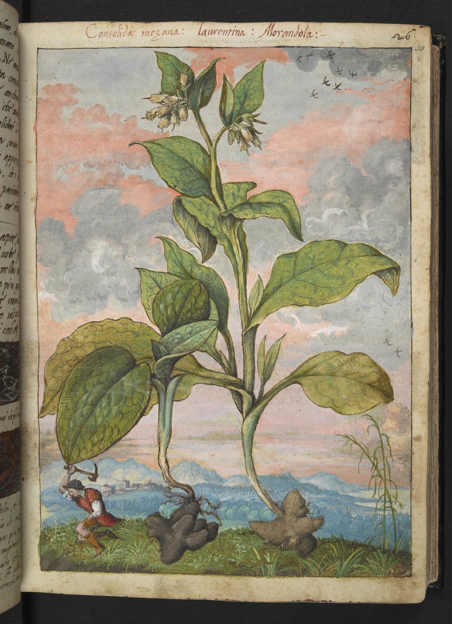 Symphytum tuberosum, z "Obrazy flóry římských států" od Gherarda Ciba, Add MS 22333, f030r, c.1564-84 (akvarel a kvaš na papíře) od Gherardo Cibo