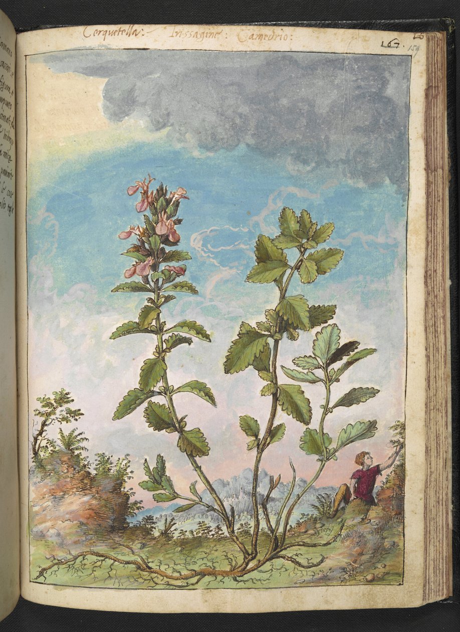 Teucrium chamaedrys (Wall Germander), z "Obrazy flóry římských států" od Gherarda Ciba, Add MS 22333, f159r, c.1564-84 (akvarel a kvaš na papíře) od Gherardo Cibo