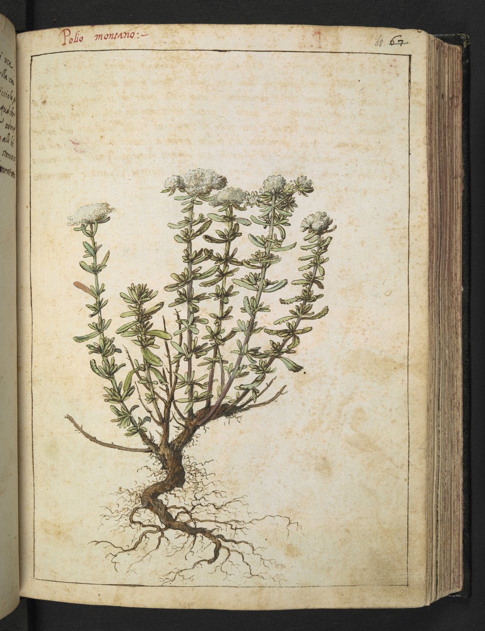 Teucrium montanum, z "Obrazy flóry římských států" od Gherarda Ciba, Přidat MS 22333, f068r, c.1564-84 (akvarel a kvaš na papíře) od Gherardo Cibo