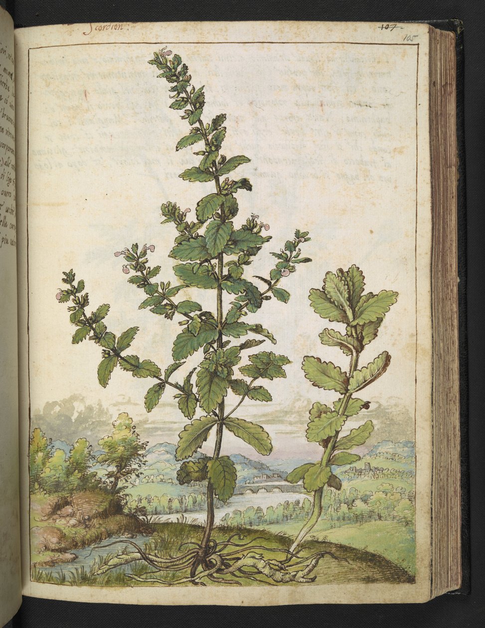 Teucrium scordium, z "Obrazy flóry římských států" od Gherarda Ciba, Add MS 22333, f105r, c.1564-84 (akvarel a kvaš na papíře) od Gherardo Cibo