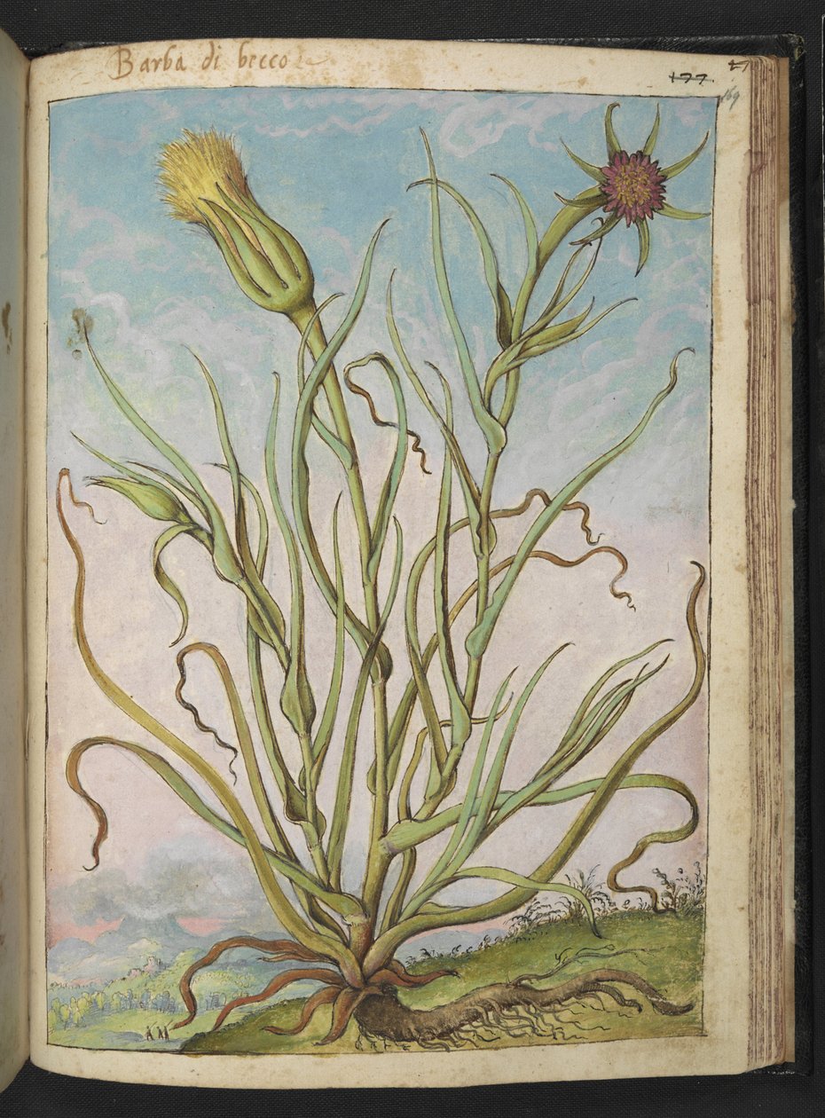Tragopogon porrifolius, z "Obrazy flóry římských států" od Gherarda Ciba, Přidat MS 22333, f169r, c.1564-84 (akvarel a kvaš na papíře) od Gherardo Cibo