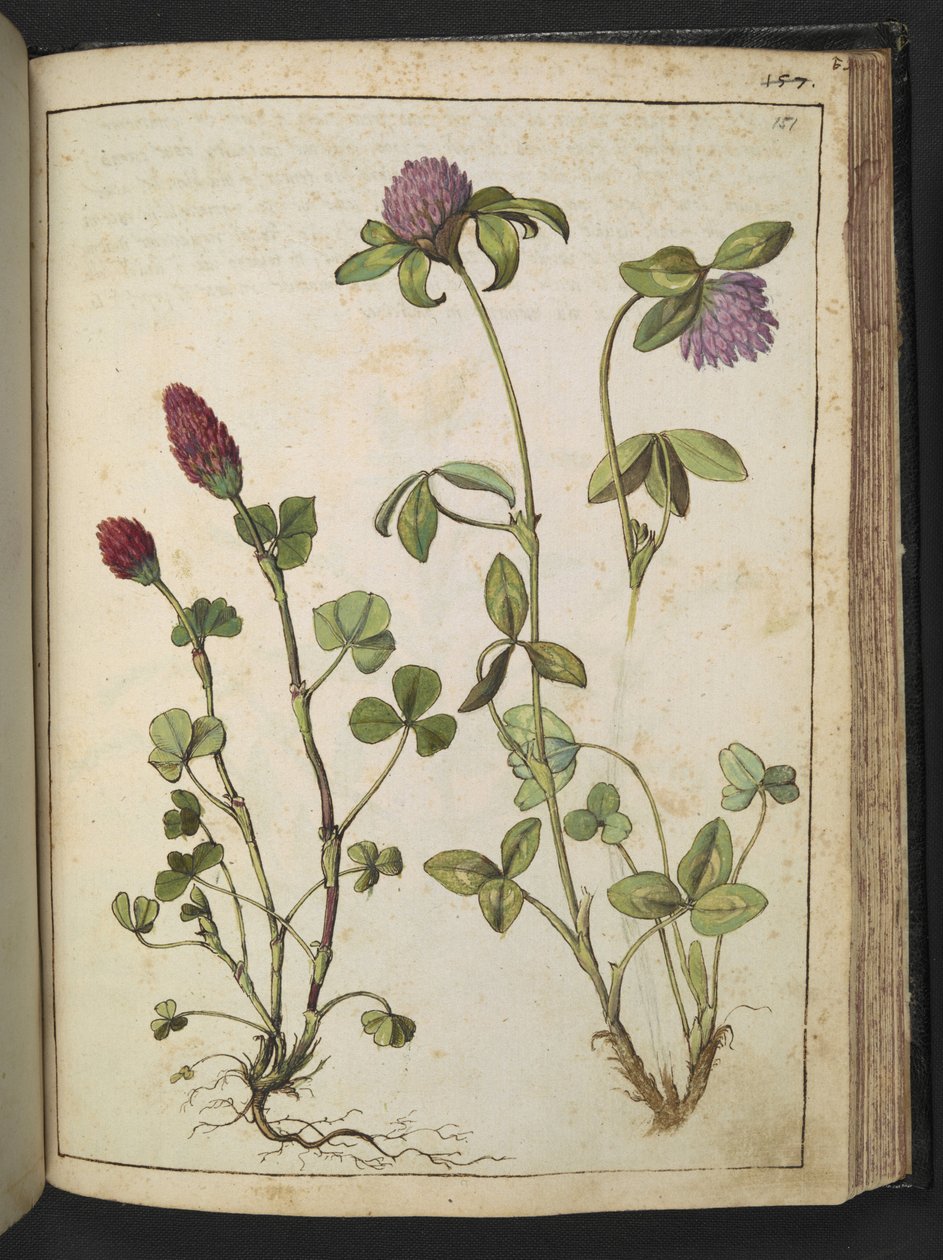 Trifolium incarnatum & Trifolium pratens, z "Obrazy flóry římských států" od Gherarda Ciba, Přidat MS 22333, f151r, c.1564-84 (akvarel a kvaš na papíře) od Gherardo Cibo