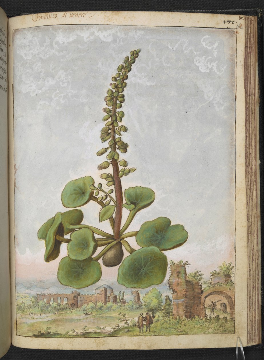 Umbilicus rupestris (Pupíkovník): Jedlá kvetoucí rostlina, z "Obrazy flóry římských států" od Gherarda Ciba, Přidat MS 22333, f162r, c.1564-84 (akvarel a kvaš na papíře) od Gherardo Cibo