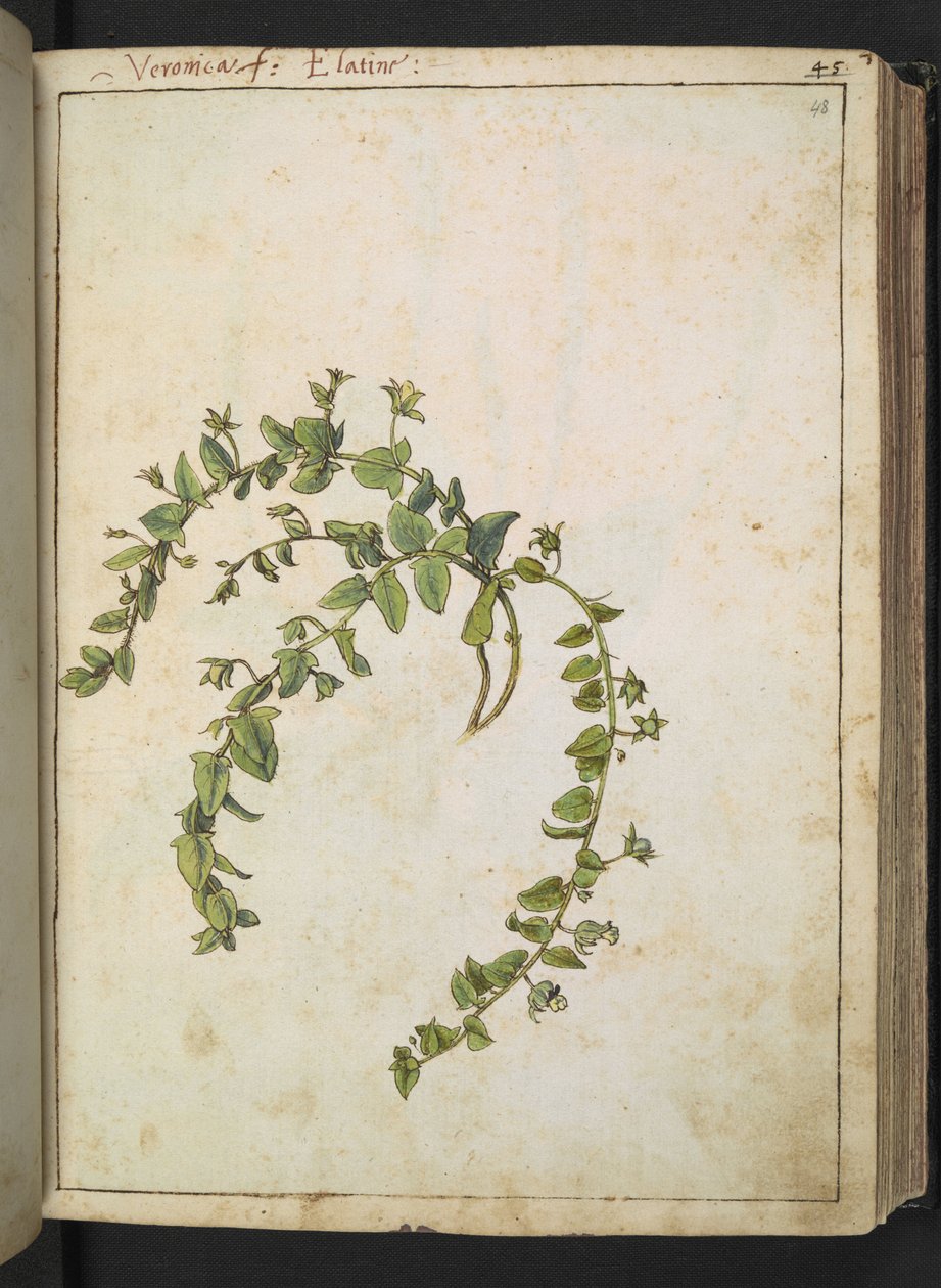 Veronica, z "Obrazy flóry římských států" od Gherarda Ciba, Přidat MS 22333, f048r, c.1564-84 (akvarel a kvaš na papíře) od Gherardo Cibo