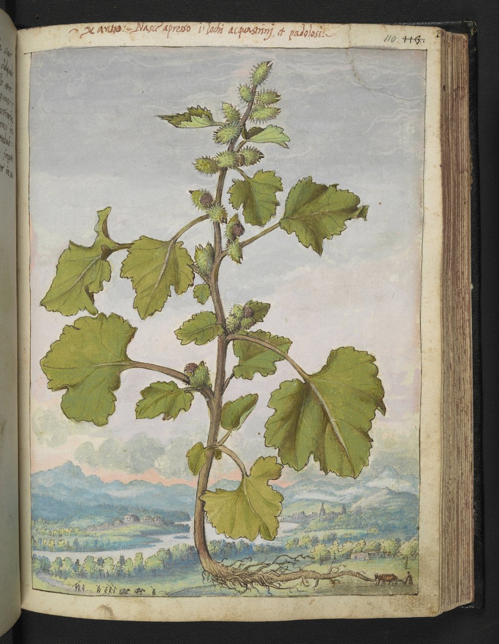 Xanthium strumarium, z "Paintings of Flora of the Roman States" od Gherarda Ciba, Add MS 22333, f110r, c.1564-84 (akvarel a kvaš na papíře) od Gherardo Cibo