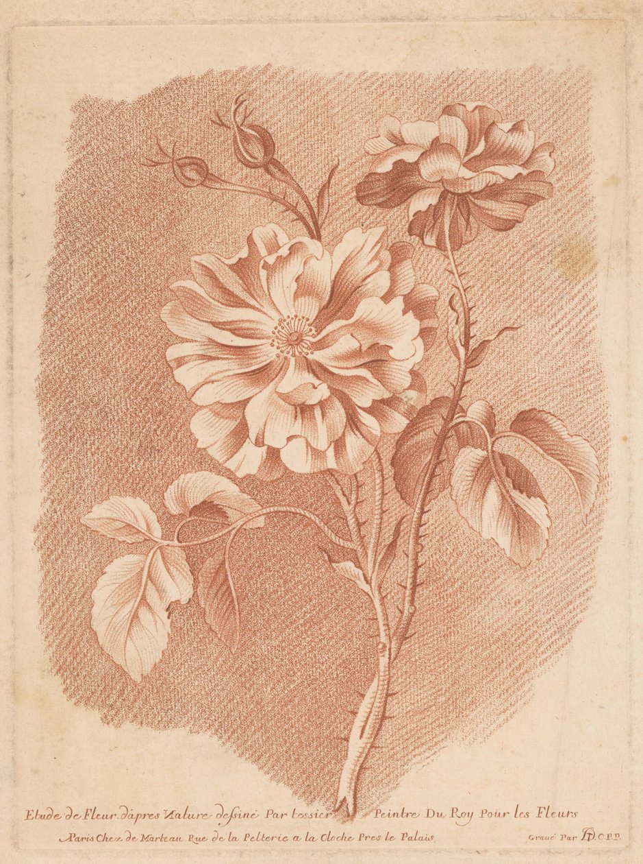 Bloemen Studie květin podle přírody nakreslená tessier Painter of Roy For Flowers (název na objektu) od Gilles Demarteau
