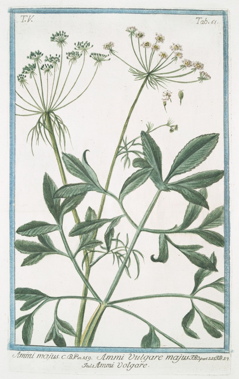 Ammi majus od Giorgio Bonelli