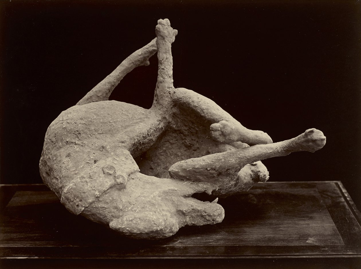 Pes, Pompeje, cca 1870 (albumenový stříbrný tisk ze skleněného negativu) od Giorgio Sommer
