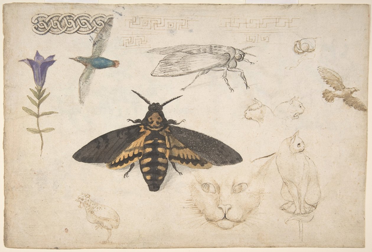 Studie hořce, můry, ptáků, koček, motivu prokládání a řeckých pražců recto..., 1530-40. od Giorgio di Giovanni