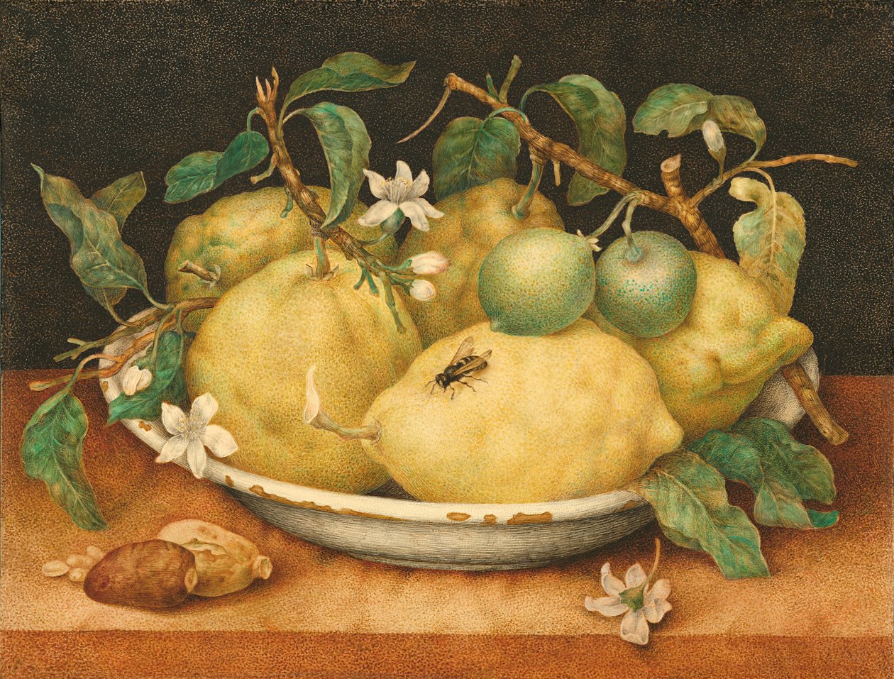 Zátiší s mísou citronů, cca 1640 (tempera na pergamenu) od Giovanna Garzoni