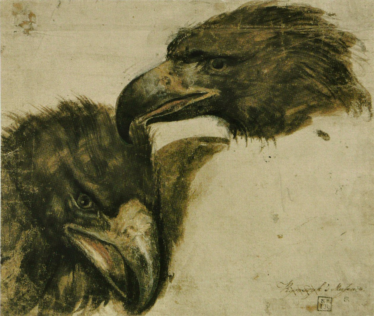 Dvě studie Eagle Head od Giovanni da Udine