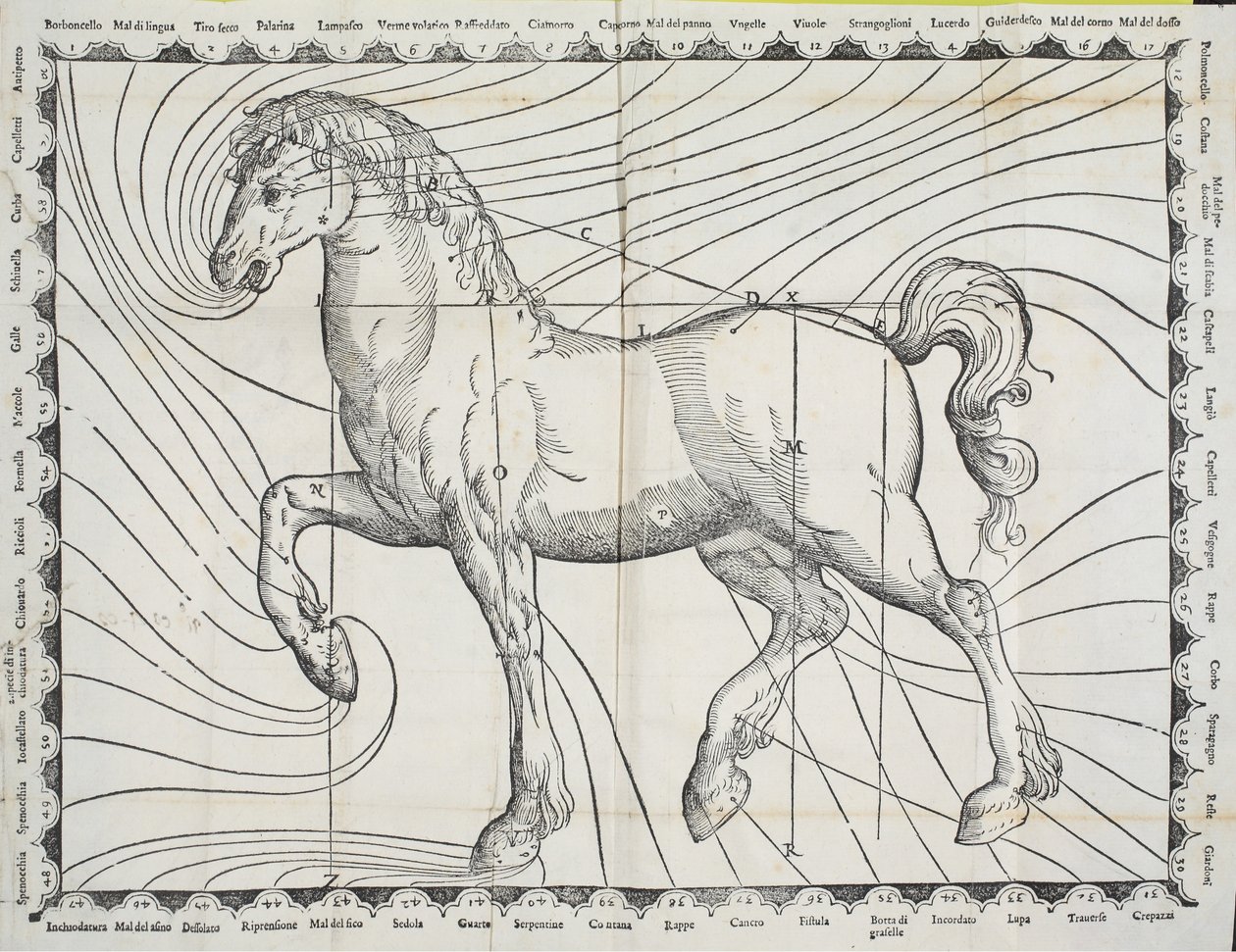 Diagram bodů propouštějících krev na koni z rané knihy o chovu koní, 1570 od Giovanni Battista Ferraro