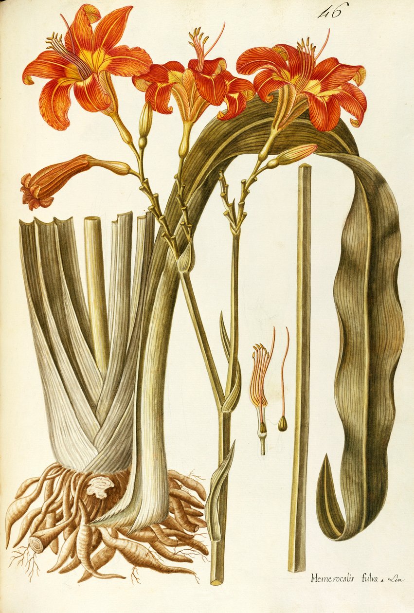 Denivka pomerančová (Hemerocallis fulva), Liliaceae od Giovanni Antonia Bottione, akvarel od Giovanni Antonio Bottione