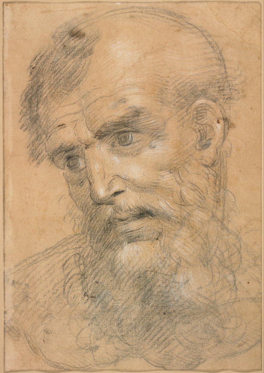 Hlava vousatého muže (recto); Studie k sacra conversazione (verso) od Giovanni Antonio Sogliani
