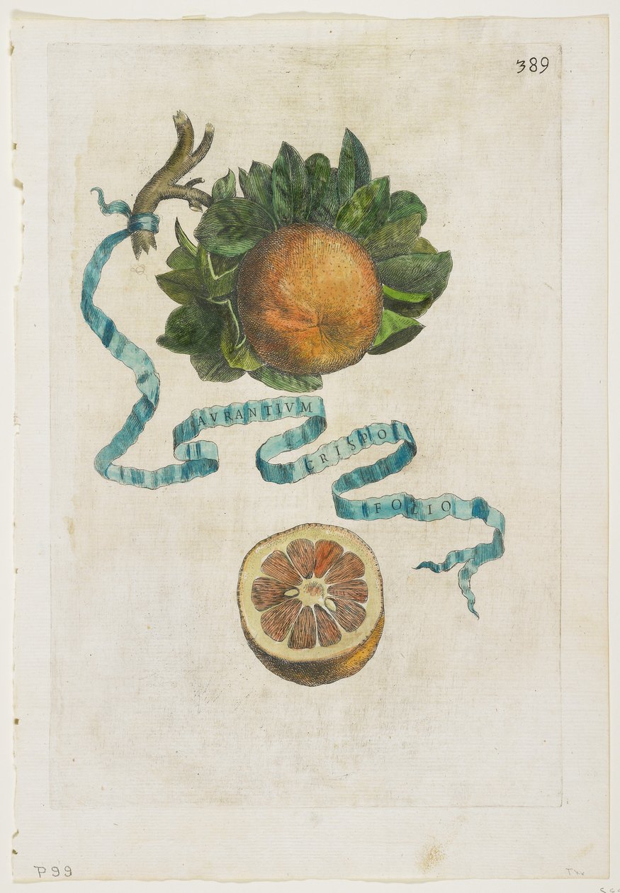 Aurantium Crispo Folio, z Hesperides, 1646 od Giovanni Battista Ferrari