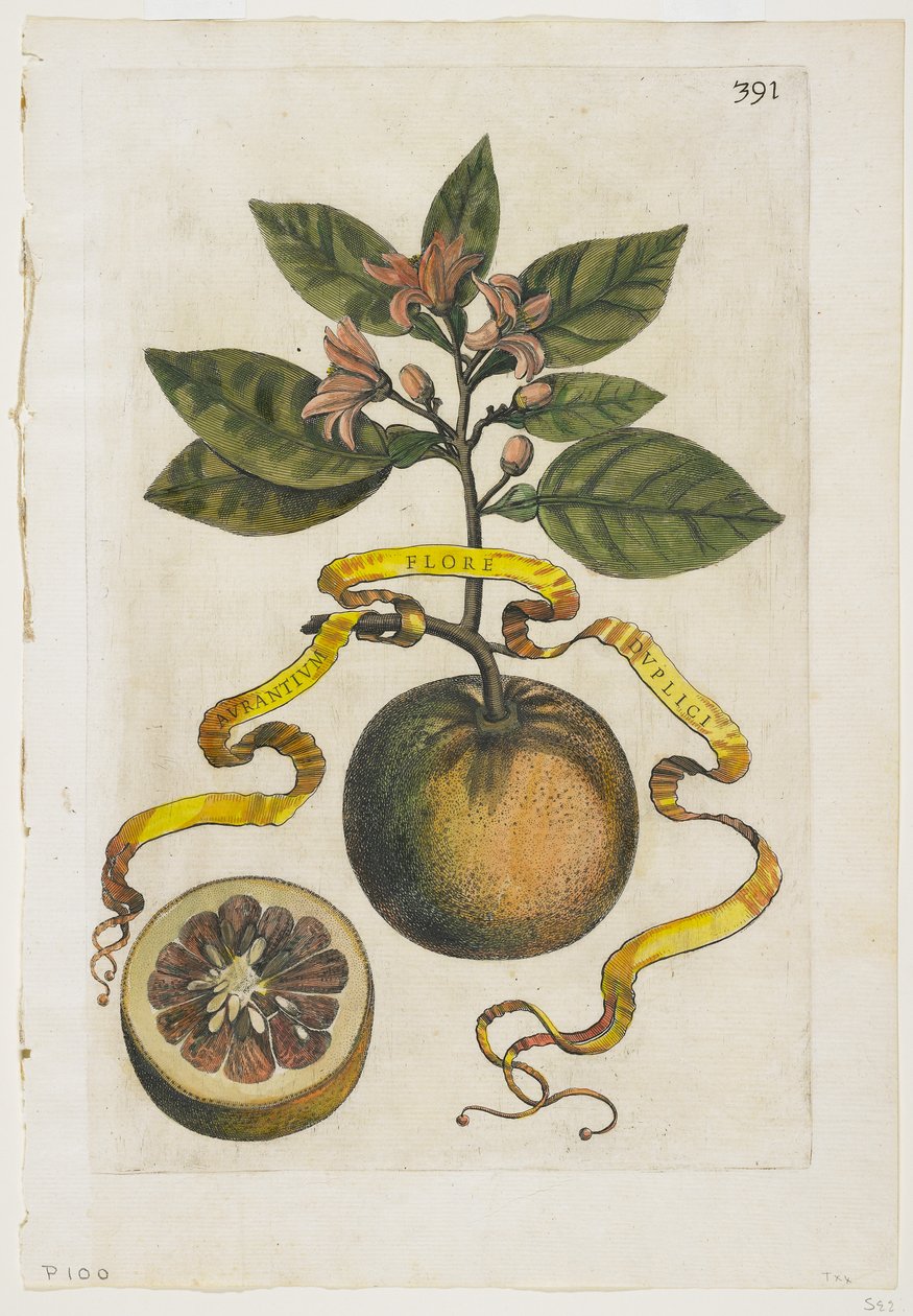 Aurantium Double Flore, z Hesperides, 1646 od Giovanni Battista Ferrari
