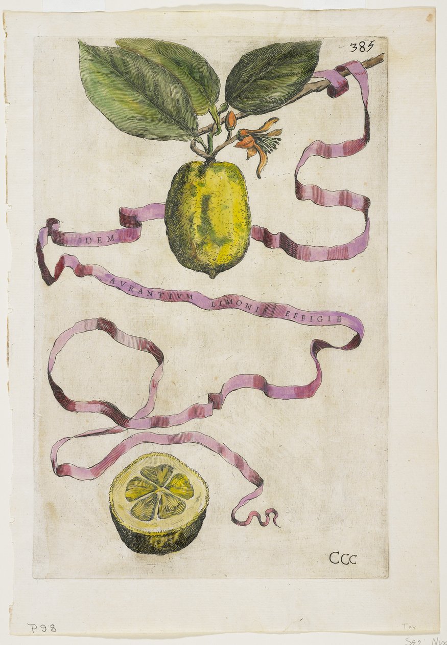 Idem Aurantium Limonis Effigle, z Hesperides, 1646 od Giovanni Battista Ferrari