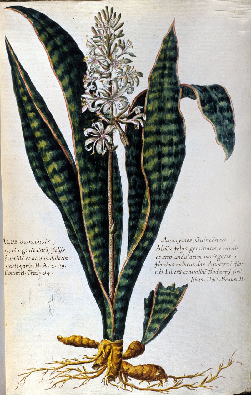 Aloe. Léčivé rostliny. Rytina - v "Praktická botanická historie aneb názvosloví, popis a přednosti rostlin, které patří k použití v lékařství..." od Giovanni Battista Morandi