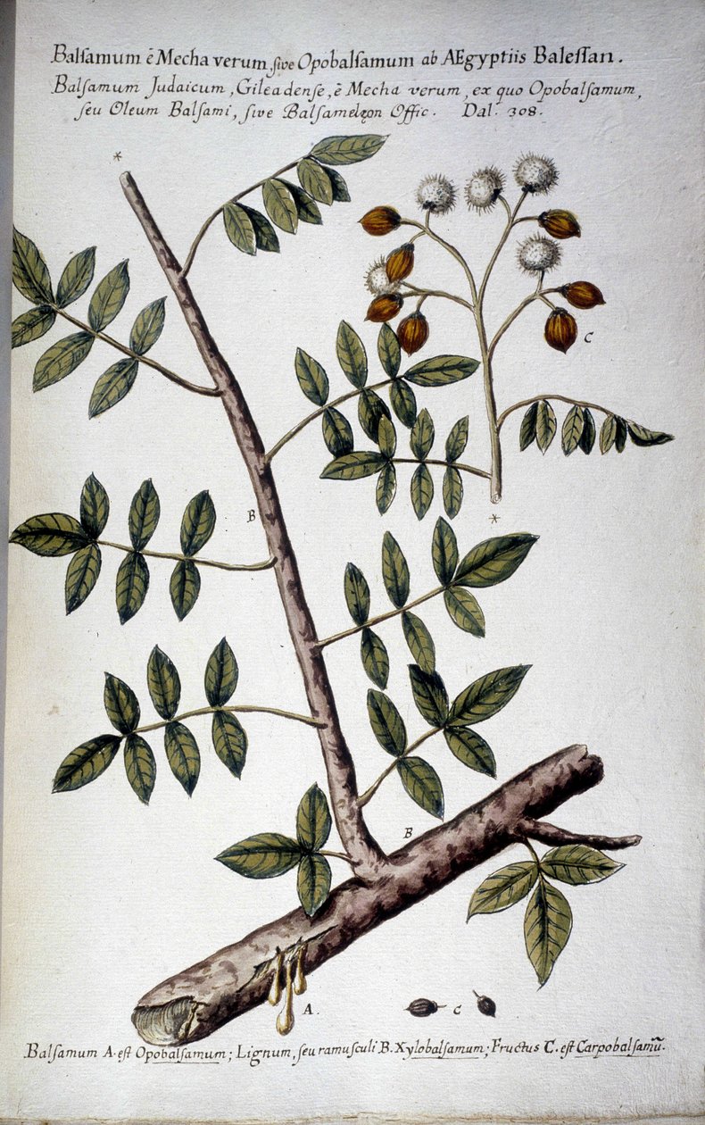 Opobalsamum (větev se sedmi) - V ""Praktická botanická historie nebo rostliny relevantní pro použití v lékařství, nomenklatuře, popisu a ctnostech..."" od Giovanni Battisty Morandiho (? - 1761) od Giovanni Battista Morandi