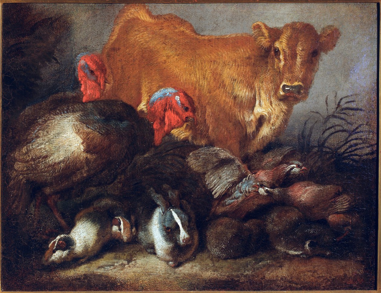 Studium zvířat Kráva, krocan, králík, Obraz Giovanni Benedetto Castiglione dit il Grechetto (1610-1665) Rozměr.30x38,5 cm Genes, Musei di Strada Nuova od Giovanni Benedetto Castiglione