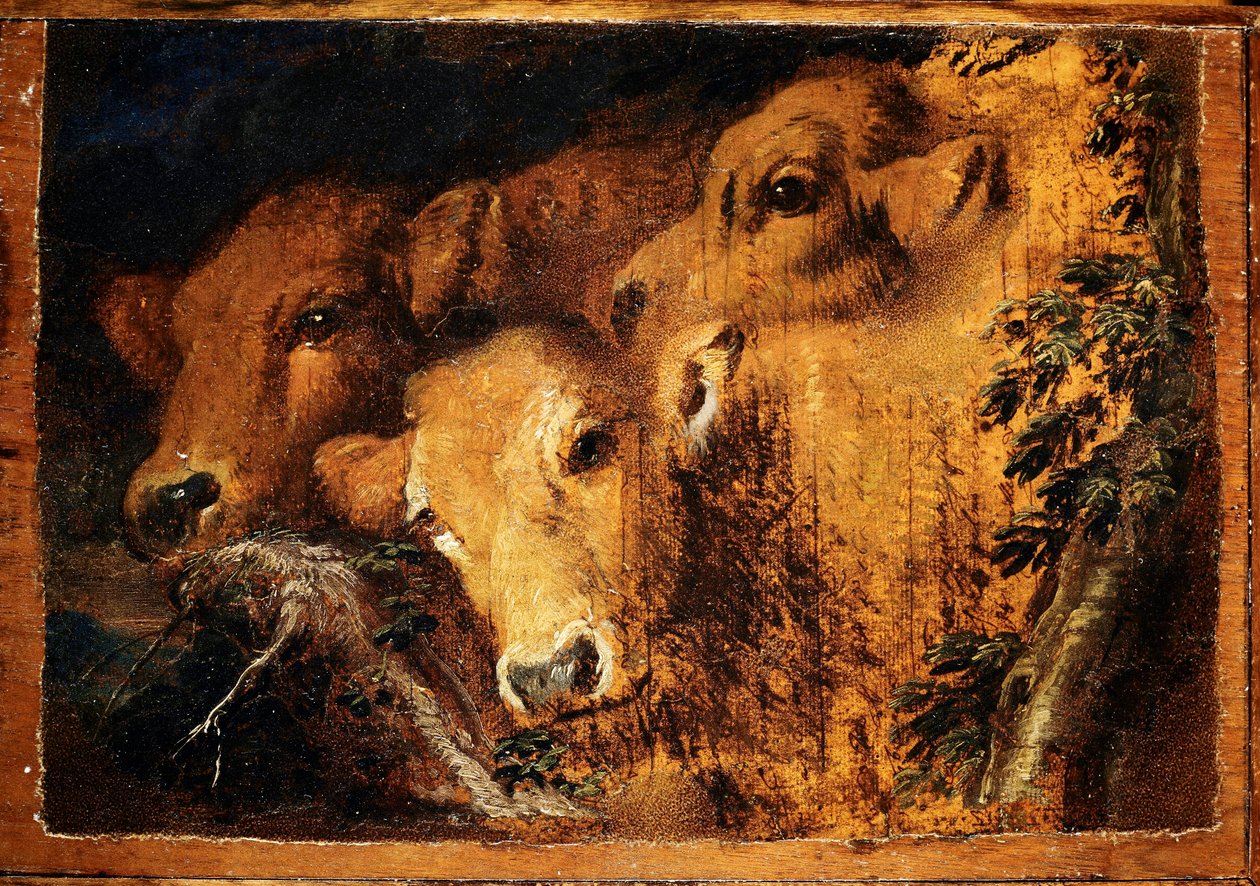 Tři hlavy telecí etudy. Obraz Giovanni Benedetto Castiglione dit il Grechetto (1610-1665) ne. 24x35 cm Genes, Musei di Strada Nuova od Giovanni Benedetto Castiglione