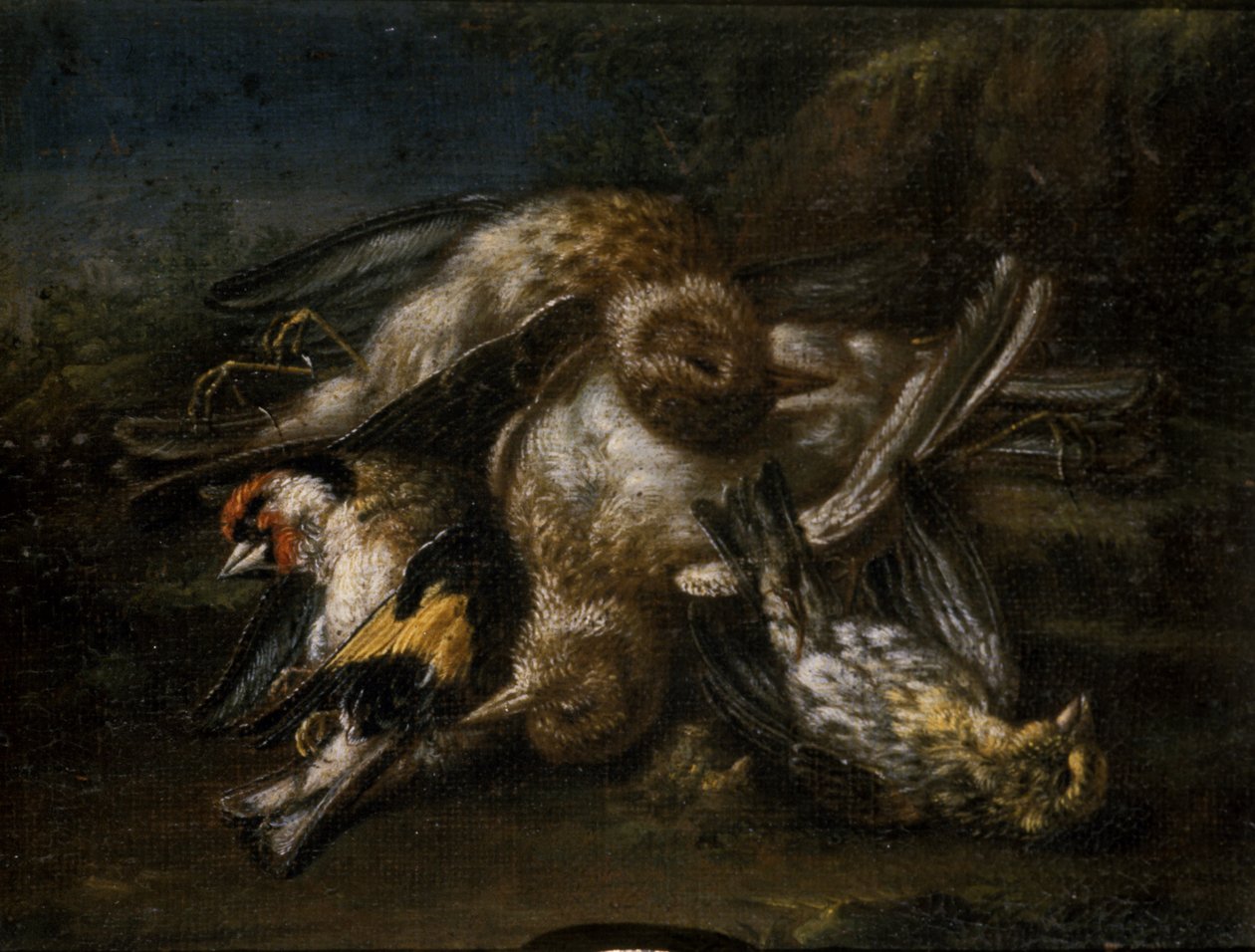 Mrtví ptáci (olej na lipovém dřevě) od Giovanni Benedetto Castiglione