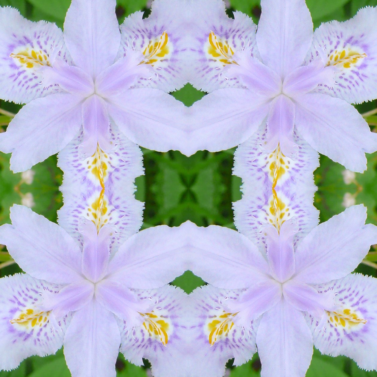 Unnatural 174 (digitálně upravená fotografie) od Giovanni Cafagna