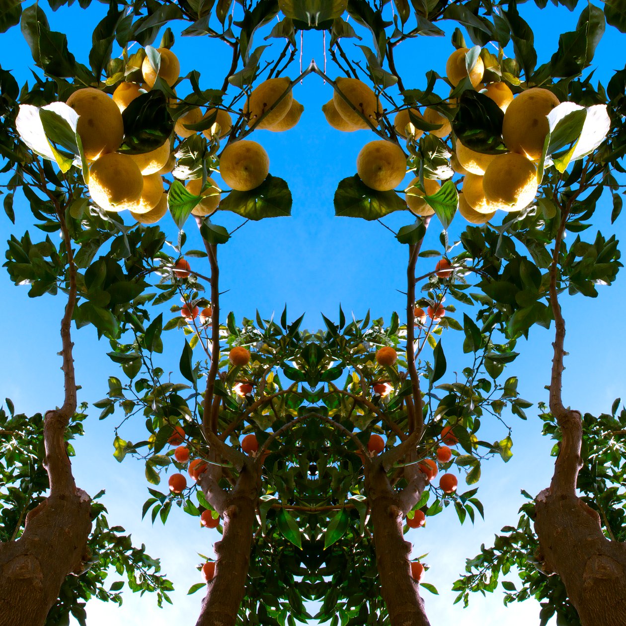 Unnatural 78 (digitálně upravená fotografie) od Giovanni Cafagna