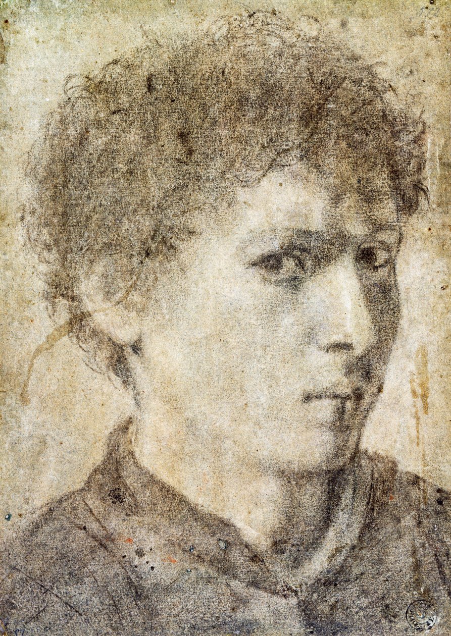 Nuoren pojan pää, piirustus Gian Girolamo Savoldo (n. 1480-1548), musta kynä ja valkoinen liitu, Italia od Giovanni Girolamo Savoldo