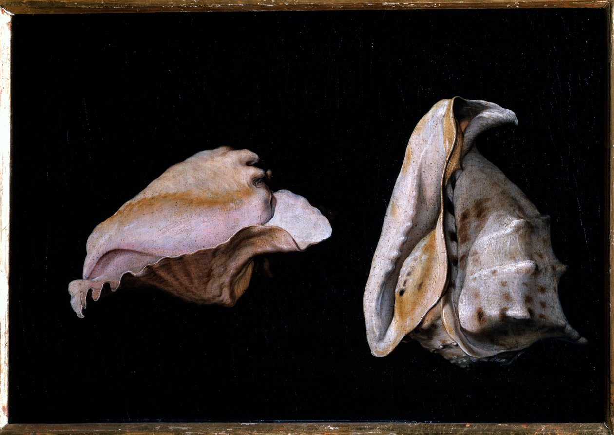 Dvě mušle (Zátiší s mořskými mušlemi) Malba Filippa Napoletana (1587-1629) 1618 Rozměr 39x56 cm Florencie, palazzo Pitti od Giovanni Girolamo Savoldo