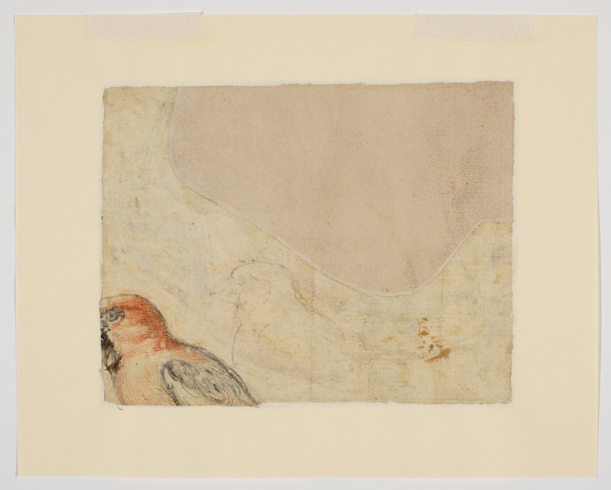 Studie ptáků, verso (křída na papíře) od Giovanni da Udine (after)
