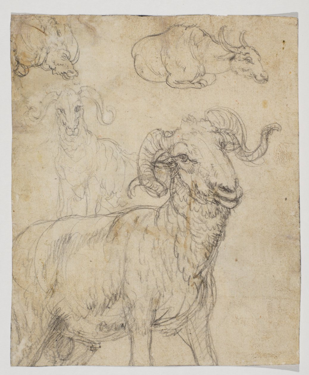 Beran a buvol, verso (kresba křídou a akvarelem) od Giovanni da Udine (after)