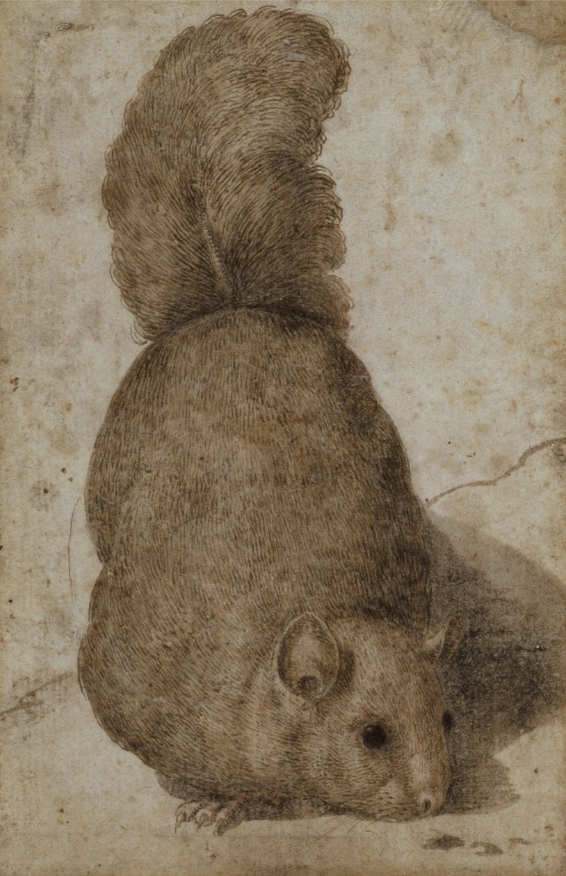 Veverka (pero a inkoust) od Giovanni da Udine (attr. to)