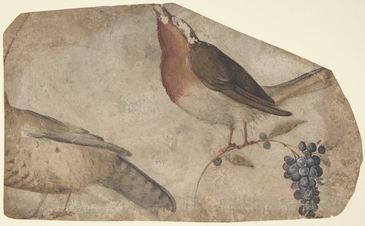 Hrozny požírající ptáky recto, Tygřice verso, 1487-1564. od Giovanni da Udine