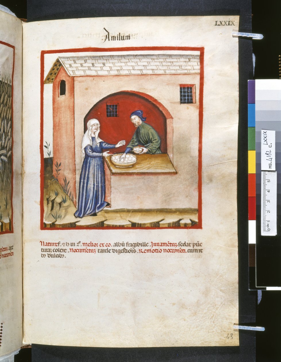 Theatrum sanitatis, Ububchasym de Baldach: "Amilum", první desetiletí 14. století (miniatura) od Giovannino de