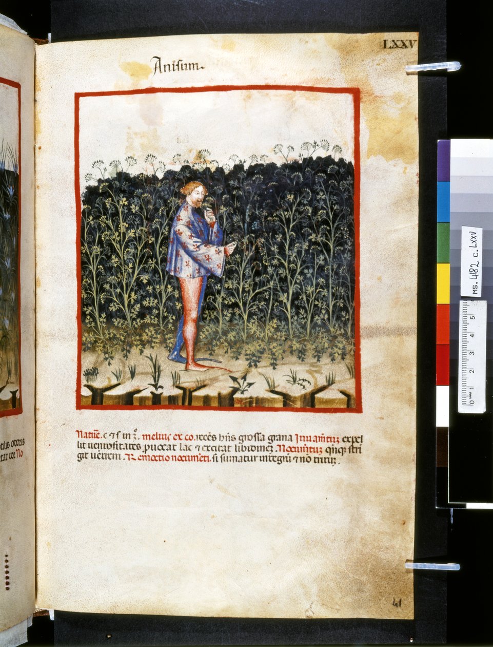 Theatrum sanitatis, Ububchasym de Baldach: "Anisum", první desetiletí 14. století (miniatura) od Giovannino de